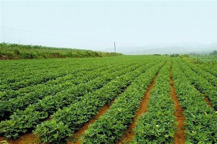 大豆(黄豆)什么时间施肥最好