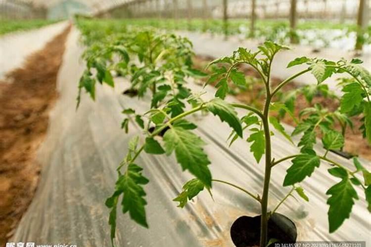 小番茄施什么肥最好