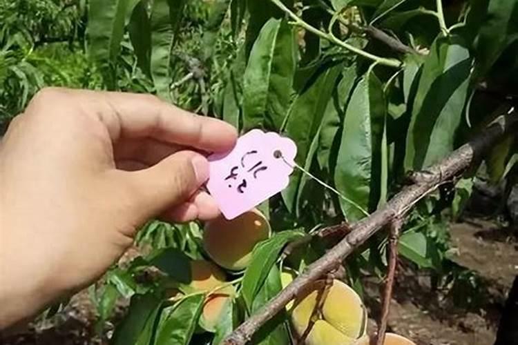 八月初成熟的桃,树梢外围的有裂果现象,现在浇水还敢冲肥料吗,请专家们...