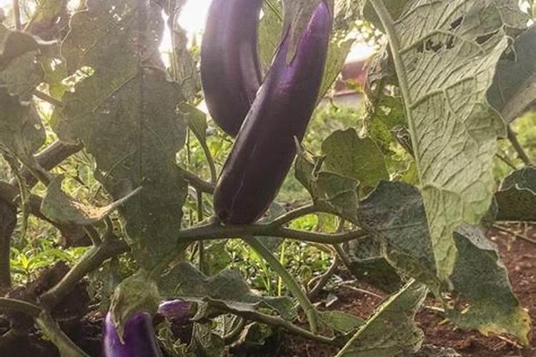种茄子用什么肥料比较好？