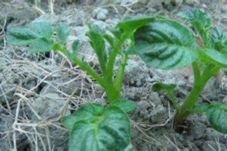 种茄子用什么肥料最好