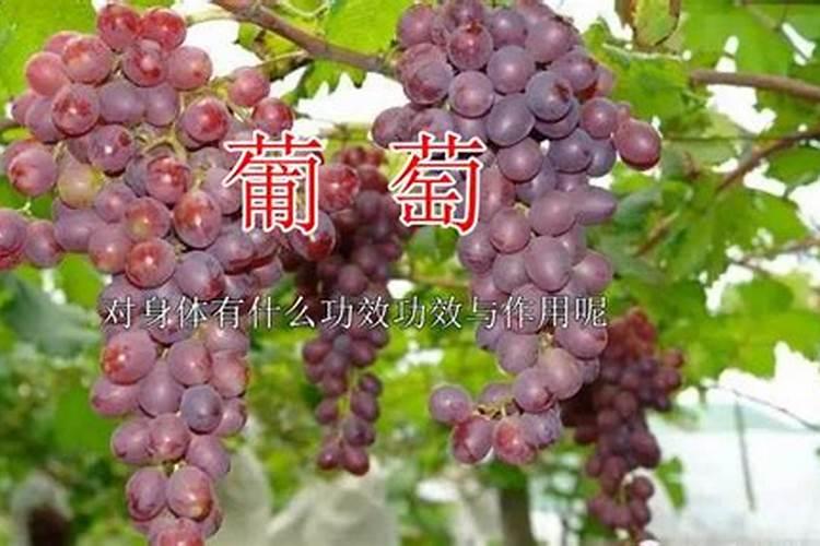 葡萄秋施肥最佳配方