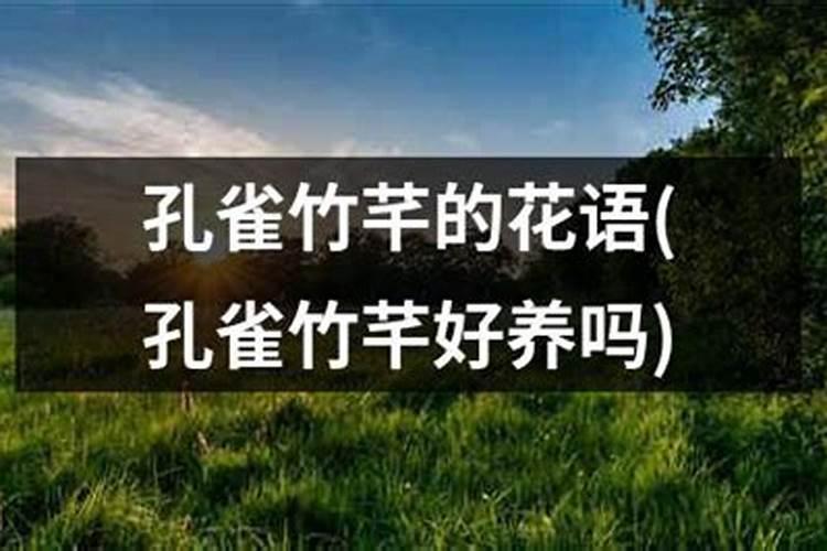 孔雀竹竿怎么养