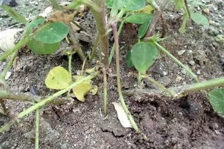 花生秧高60公分怎么办