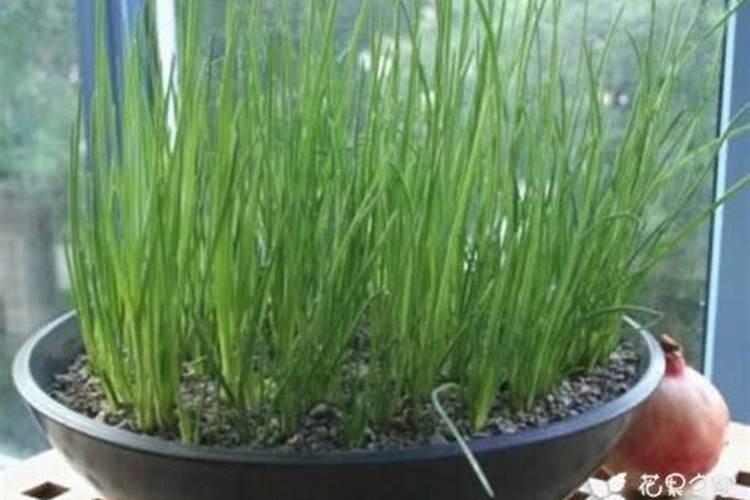 种植香葱的方法和禁忌 香葱种植的方法和禁忌