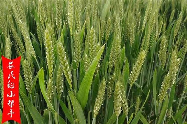 玉米扬花期能打叶面肥吗