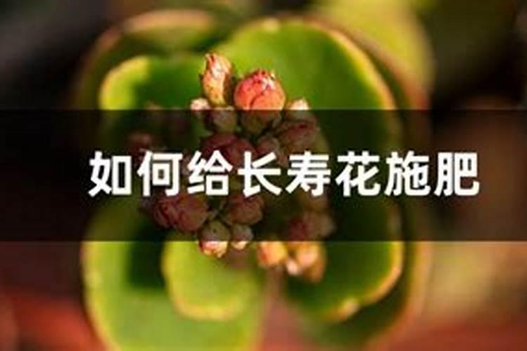 长寿花最好肥料 施肥方法是什么