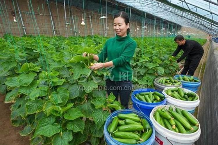 种蔬菜用什么肥料