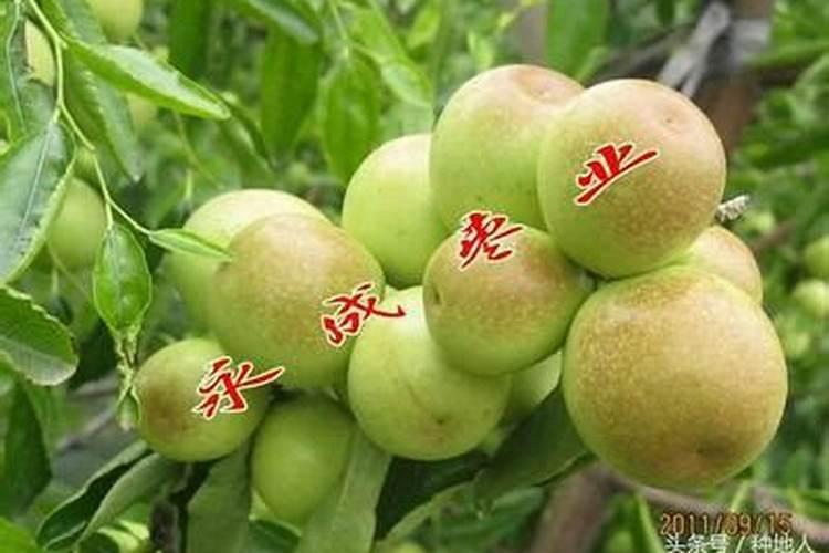 灰枣坐果期适宜温度