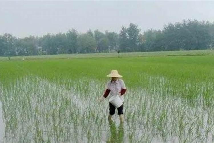 水稻一亩需要的氮磷钾