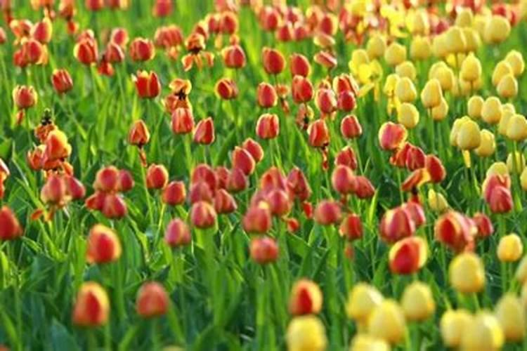 郁金香什么时候施肥 郁金香花后如何施肥