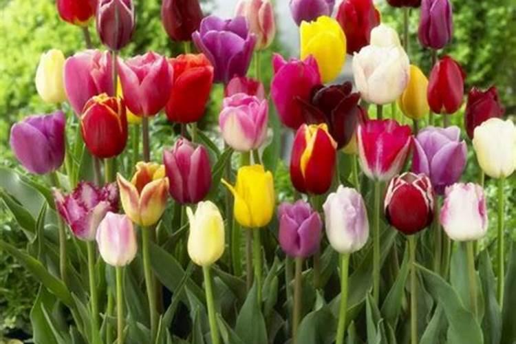 郁金香发芽后怎么施肥