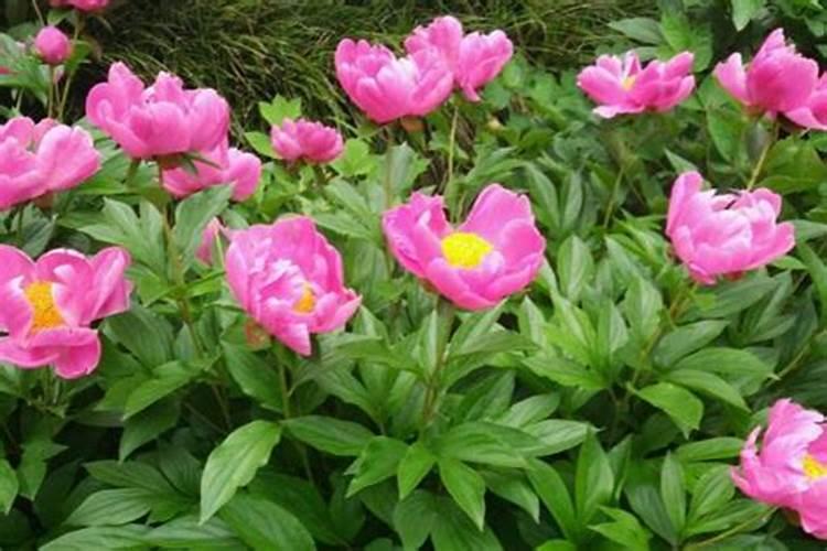 芍药怎么养护才能开花