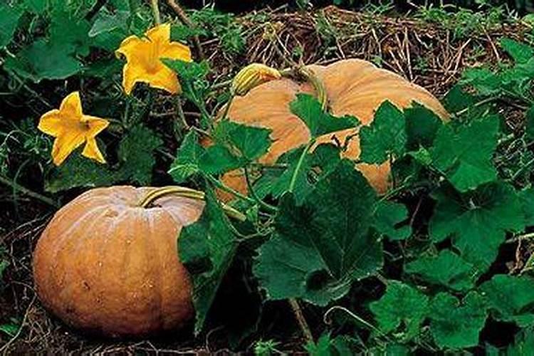 南瓜长花苞时追什么肥料好