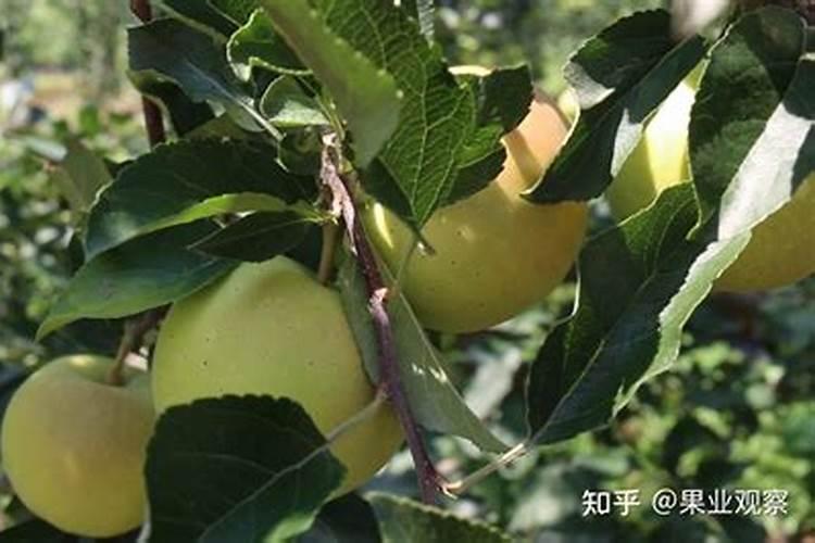 草莓初花期冲什么肥