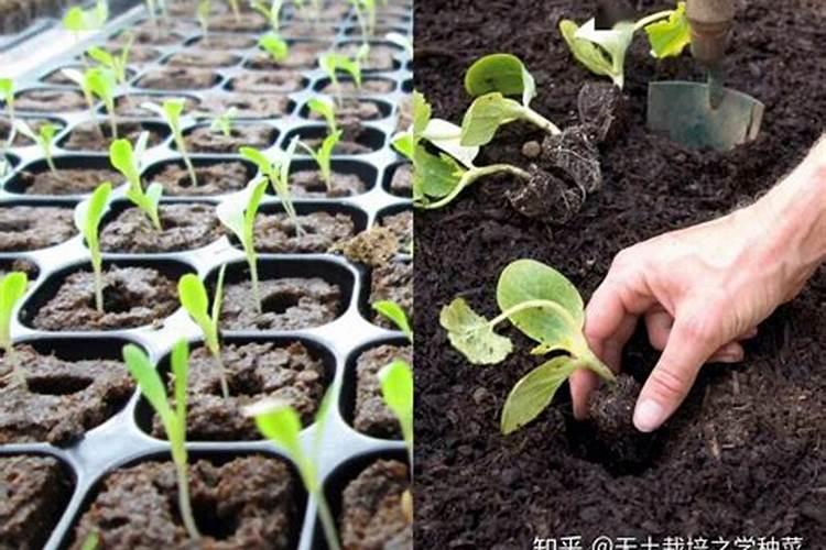 蔬菜种植缺硼有什么症状？如何正确补硼？