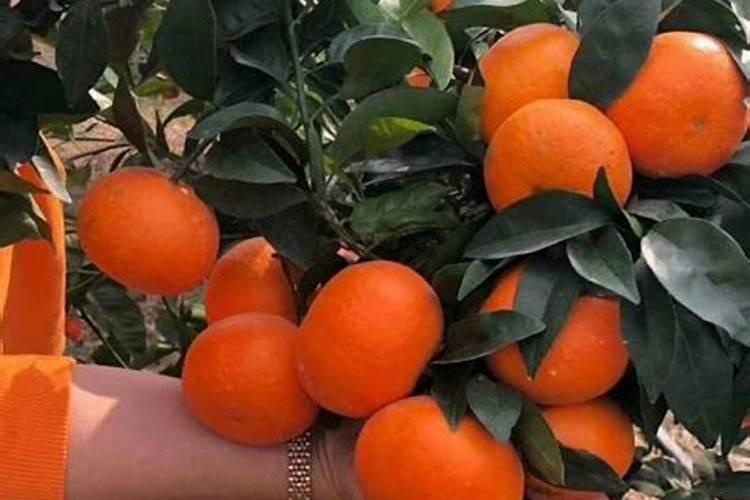 沃柑保花保果最好的方法 沃柑花期如何保花保果
