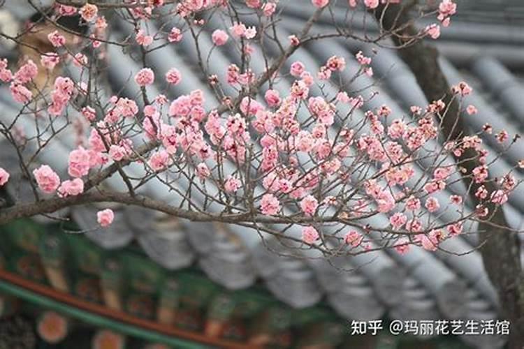 红梅一年开几次花