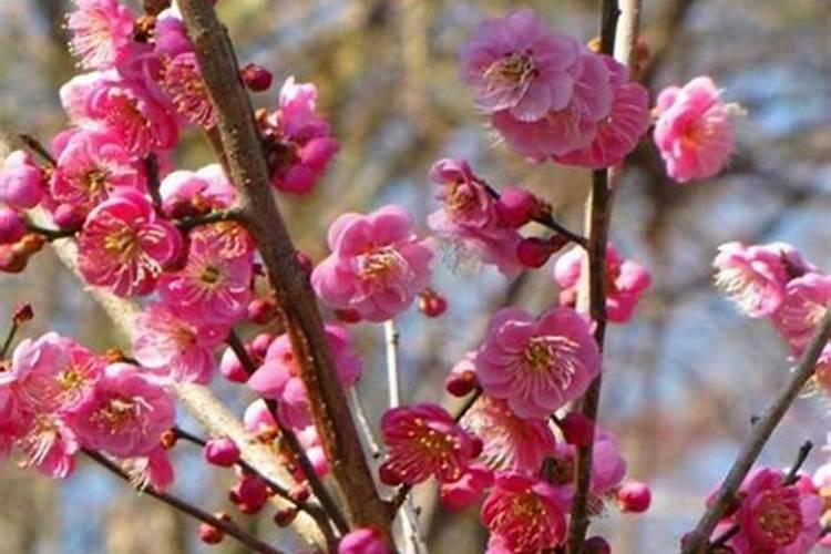 红梅花谢后需要补施肥吗