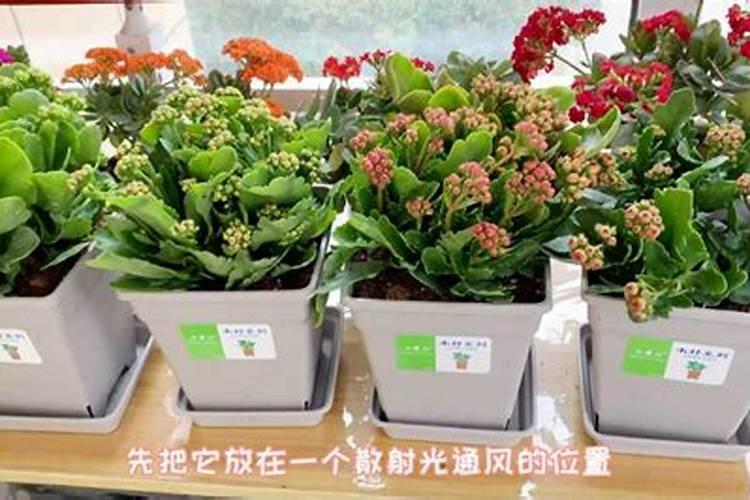 长寿花长了花苞还用施肥吗
