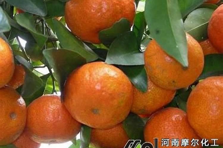 柑橘用什么水溶肥好及水溶肥施用指南