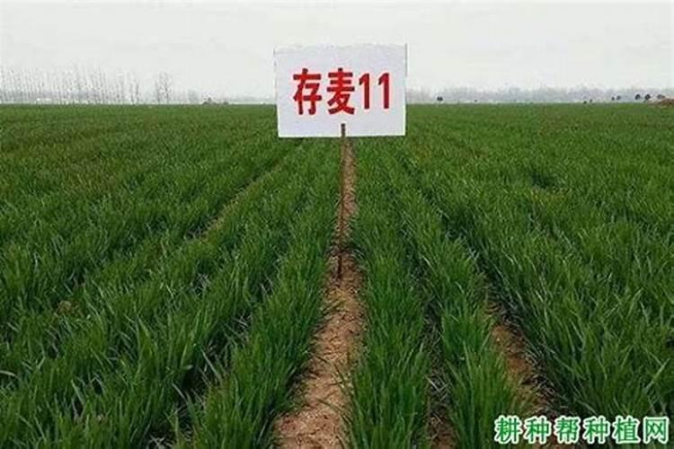 磷肥对小麦有哪些作用？