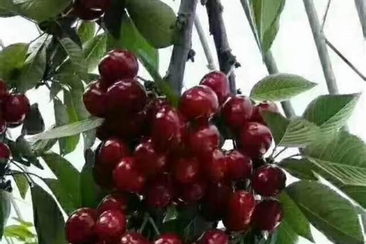 樱桃树施什么肥最好