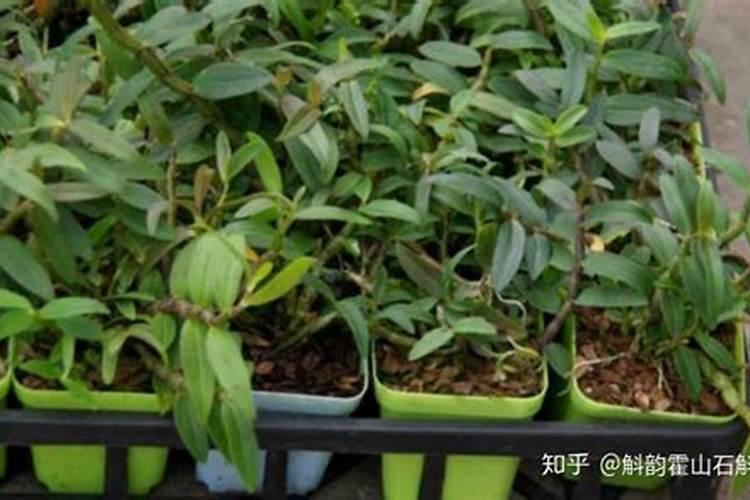 石斛施肥方法和注意事项 铁皮石斛施肥技术及其注意事项