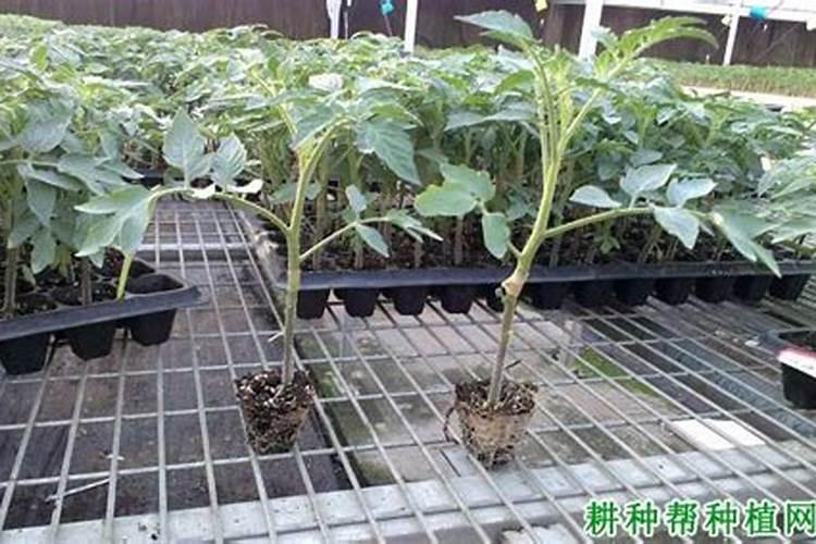 茄子用什么肥料好 怎么给茄子施肥