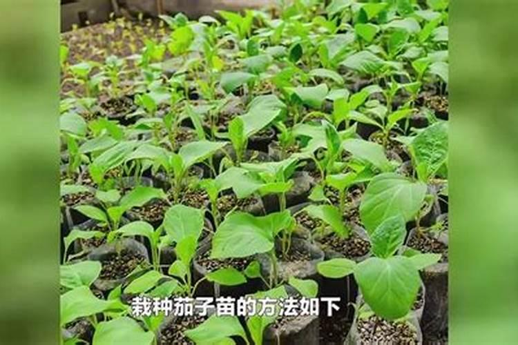 茄子用什么肥料产量高