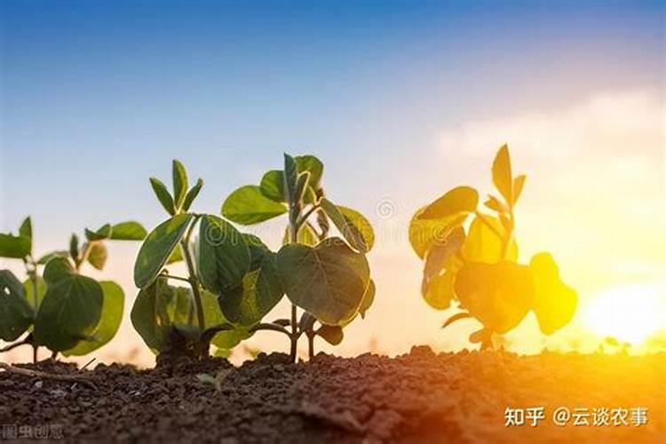大豆花期打什么药能高产 花期施什么肥好