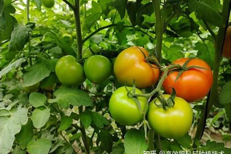 西红柿僵果如何膨大