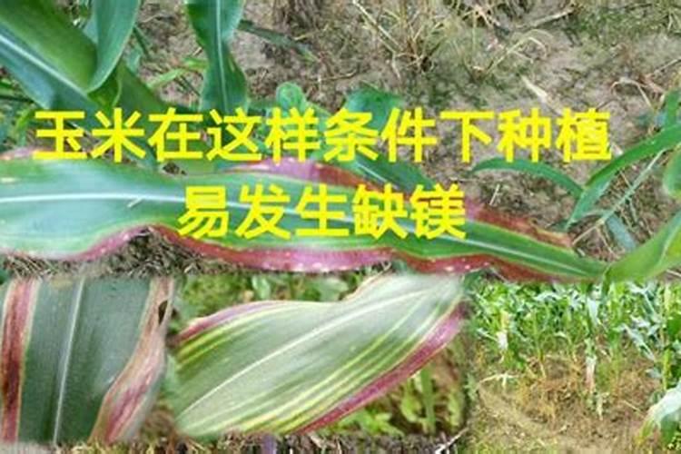 玉米苗红色发紫怎么回事