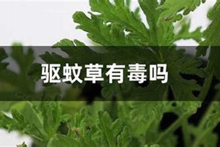 驱蚊草能不能水培吗 驱蚊草的水养方法和注意事项