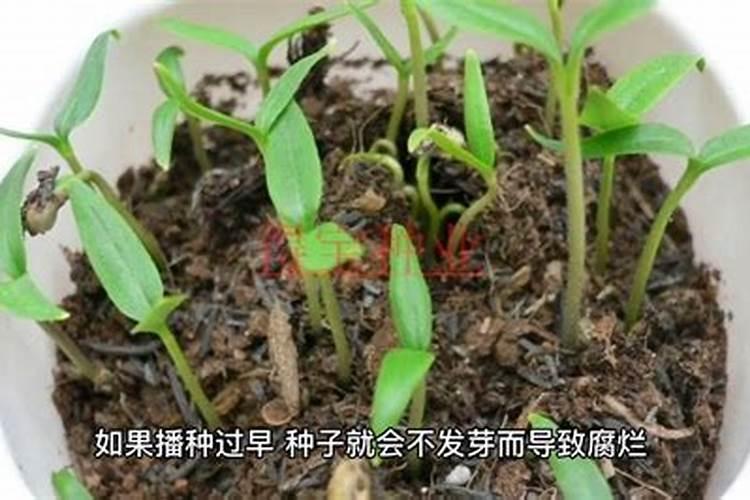 磷肥种菜的使用方法