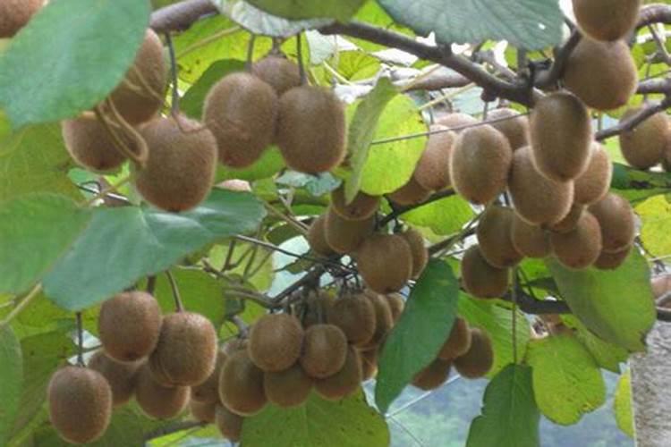 芸苔素锌硼二氢钾杨梅树上怎样用法