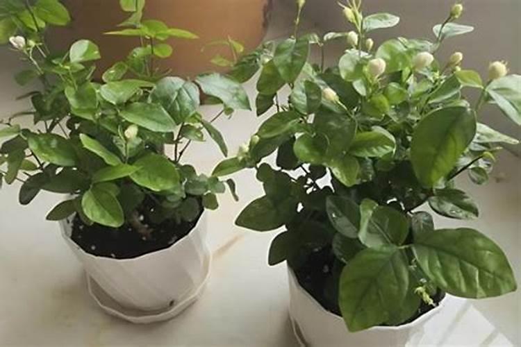 茉莉花徒长枝怎么办？