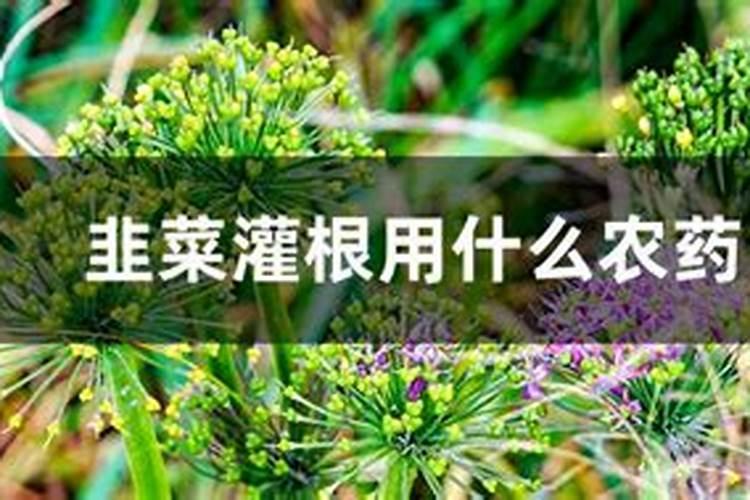 韭菜叶子发黄、枯心、干尖怎么防治？