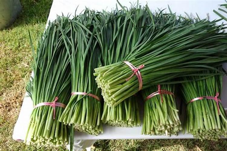 韭菜叶子发黄、枯心、干尖怎么防治？