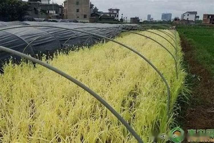 韭黄的种植方法