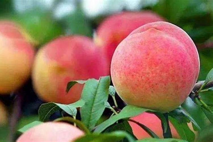 桃子硬核期用什么肥料