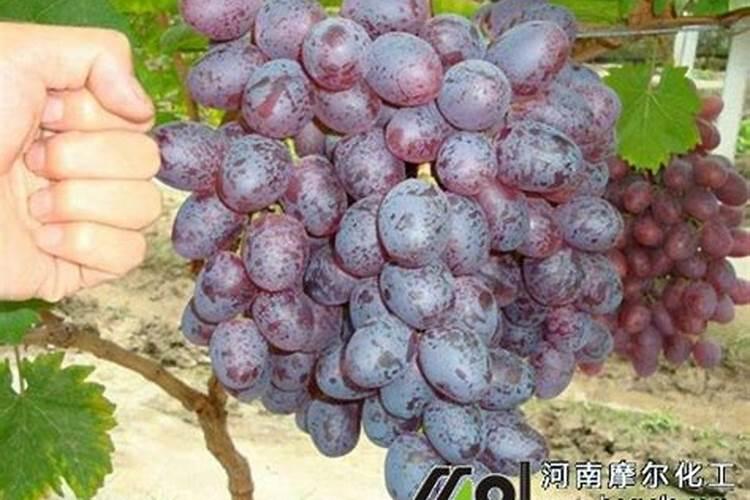 米兰用什么肥料最好