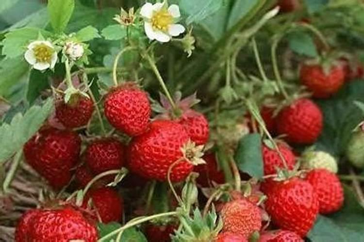 草莓什么时候施肥最好？