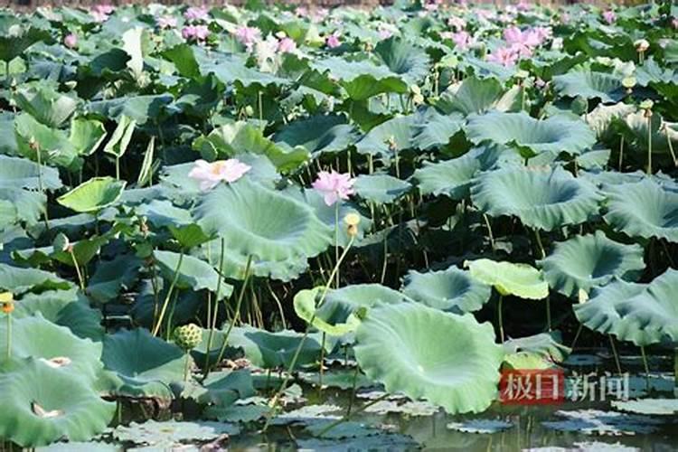 白莲种植需要怎么样施肥