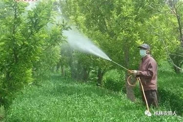 新种葡萄苗怎样放底肥 葡萄苗怎样放底肥