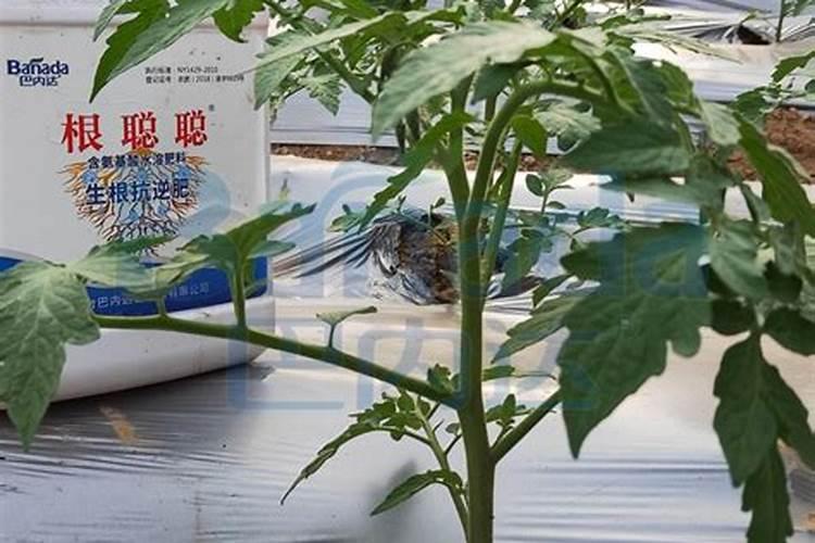 黄腐酸钾适用作物