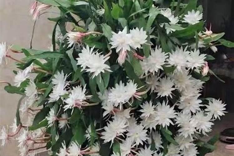 昙花施肥用什么肥料,长花蕾的时候可以施肥吗