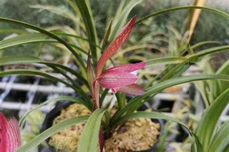 钾肥可以用来种菜吗