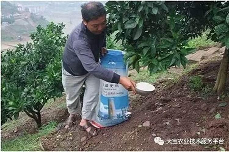 柑橘幼树施肥方法和注意事项