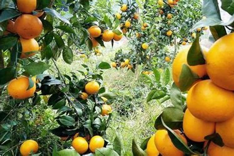 柑橘幼树施肥方法和注意事项